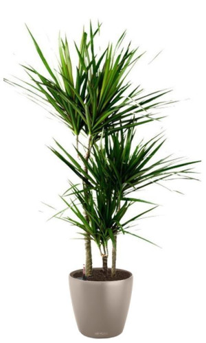 Potted Dracaena Marginata House Plant in LECHUZA CLASSICO Color Sand Brown Self-watering Planter, Total Height 120 cm