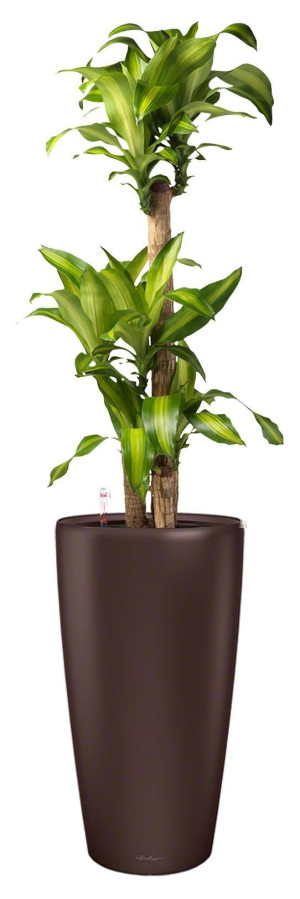 Potted Dracaena Fragrans Massangeana House Plant in LECHUZA RONDO Espresso Metallic Self-watering Planter, Total Height 160 cm
