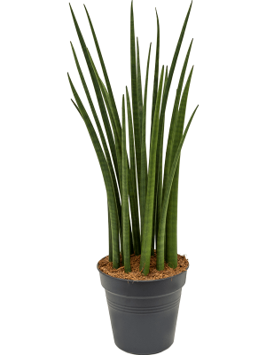 Trendy Snake Plant Sansevieria cylindrica \'Spikes\' Indoor House Plants W25 H(60-70) cm, Potsize D19 cm