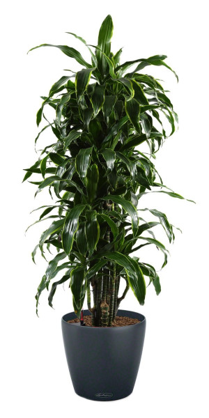 Potted Dracaena Fragrans Arturo House Plant in LECHUZA CLASSICO Color Slate Self-watering Planter, Total Height 160 cm