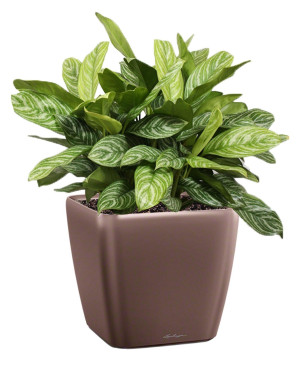 Potted Aglaonema Stripes House Plant in LECHUZA QUADRO LS Espresso Metallic Self-watering Planter, Total Height 60 cm