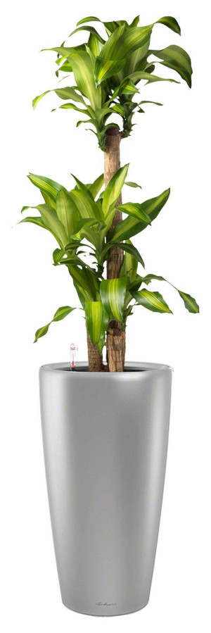 Potted Dracaena Fragrans Massangeana House Plant in LECHUZA RONDO Silver Metallic Self-watering Planter, Total Height 160 cm