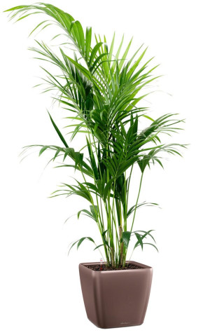 Potted Howea Forsteriana House Plant in LECHUZA QUADRO LS Espresso Metallic Self-watering Planter, Total Height 160 cm