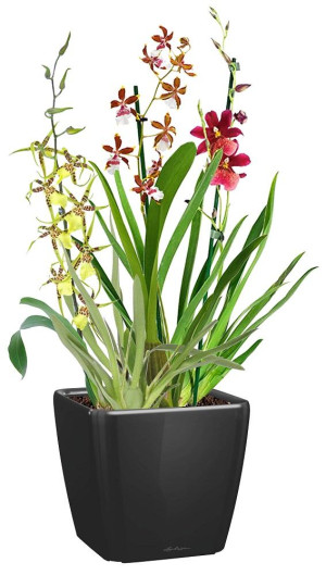 Potted Blooming Orchids House Plant in LECHUZA QUADRO LS Black High Gloss Self-watering Planter, Total Height 70 cm