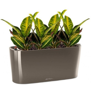 Potted Codiaeum Sunny House Plant in LECHUZA DELTA Shiny Taupe Self-watering Planter, Total Height 55 cm