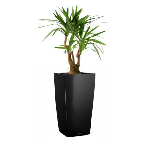 Potted Yucca House Plant in LECHUZA CUBICO Black High Gloss Self-watering Planter, Total Height 110 cm