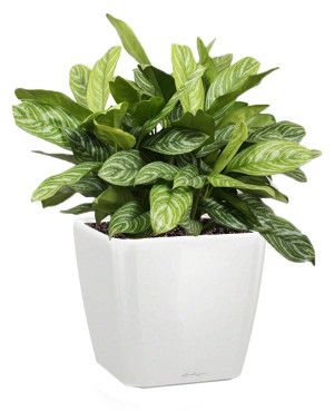 Potted Aglaonema Stripes House Plant in LECHUZA QUADRO LS White High Gloss Self-watering Planter, Total Height 60 cm
