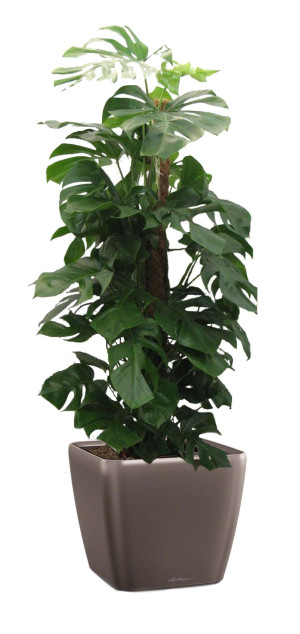 Potted Monstera Deliciosa House Plant in LECHUZA QUADRO LS Espresso Metallic Self-watering Planter, Total Height 170 cm