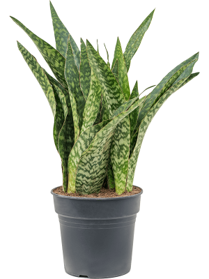 Fabulous Snake Plant Sansevieria masoniana \'Dragon\' Indoor House Plants W40 H(70-80) cm, Potsize D30 cm