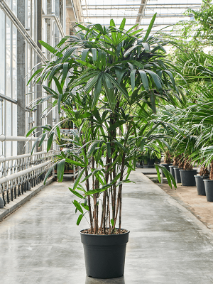 Tropical Lady Palm Rhapis excelsa Indoor House Plants W90 H(150-190) cm, Potsize D38 cm
