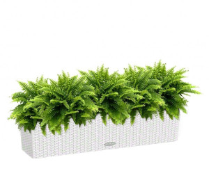 Potted Nephrolepis Exaltata (Sword Fern) House Plant in LECHUZA BALCONERA Cottage White Self-watering Planter, Total Height 50 cm