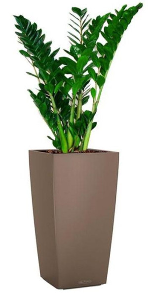 Potted Zamioculcas Zamiifolia House Plant in LECHUZA CUBICO Color Nutmeg Self-watering Planter, Total Height 150 cm