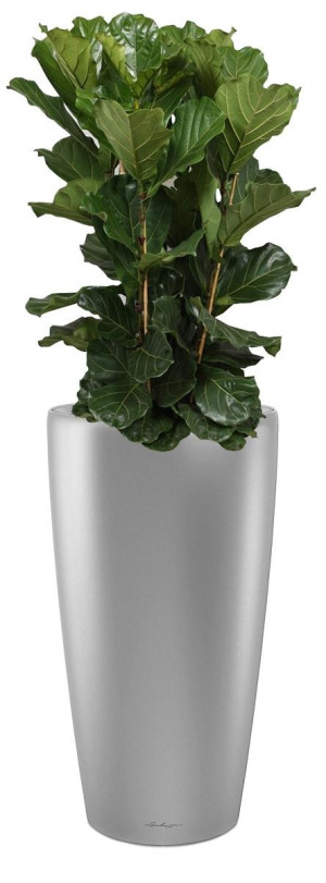 Potted Ficus Lyrata House Plant in LECHUZA RONDO Silver Metallic Self-watering Planter, Total Height 160 cm