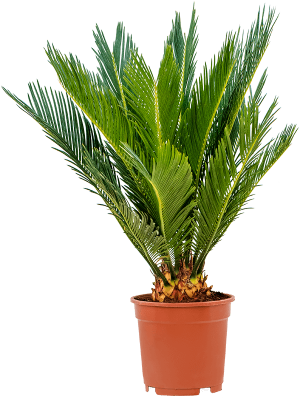 Sago Palm Cycas revoluta W50 H(50-60) cm, Potsize D17 cm