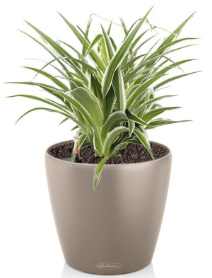 Potted Chlorophytum Atlantic House Plant in LECHUZA CLASSICO Color Sand Brown Self-watering Planter, Total Height 35 cm