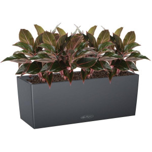 Potted Aglaonema Crete House Plant in LECHUZA BALCONERA Color Slate Self-watering Planter, Total Height 45 cm