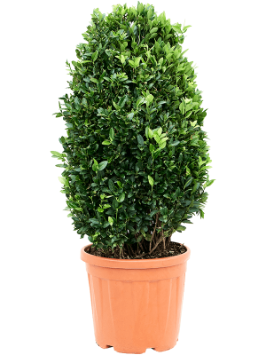 Euonymus japonicus \'Compactus\' W60 H(90-110) cm, Potsize D34 cm
