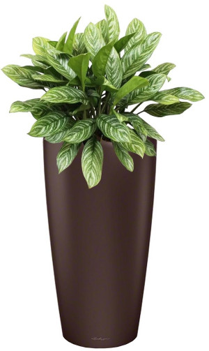 Potted Aglaonema Stripes House Plant in LECHUZA RONDO Espresso Metallic Self-watering Planter, Total Height 80 cm