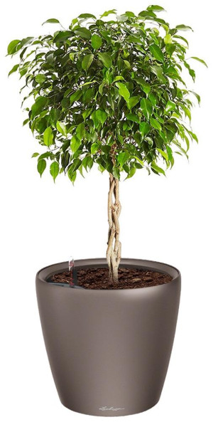 Potted Ficus Benjamina Exotica House Plant in LECHUZA CLASSICO LS Espresso Metallic Self-watering Planter, Total Height 70 cm