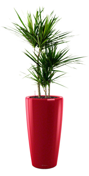 Potted Dracaena Marginata House Plant in LECHUZA RONDO Scarlet Red High Gloss Self-watering Planter, Total Height 140 cm
