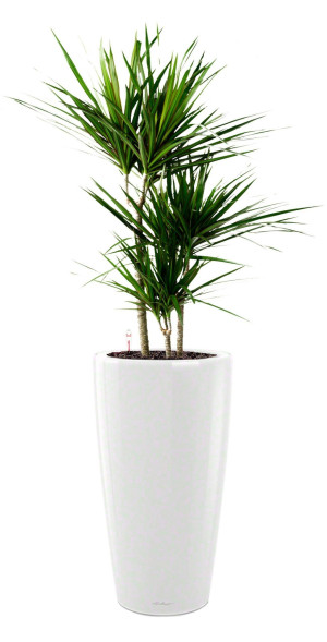 Potted Dracaena Marginata House Plant in LECHUZA RONDO White High Gloss Self-watering Planter, Total Height 140 cm