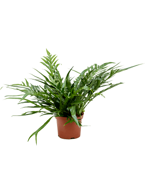 Easy-Care Basket Fern Aglaomorpha \'Jim\' Indoor House Plants W50 H(55-65) cm, Potsize D19 cm