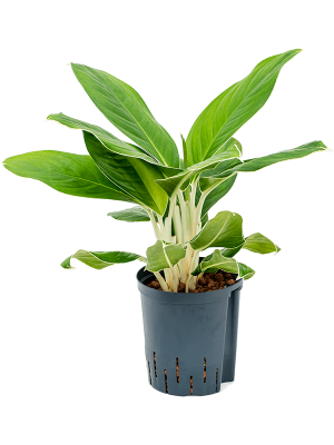 Aglaonema \'Cintho King\' Chinese Evergreen W30 H(40-50) cm Live Plant, Potsize D18 cm