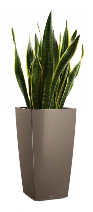 Potted Sansevieria Laurentii House Plant in LECHUZA CUBICO Shiny Taupe Self-watering Planter, Total Height 80 cm