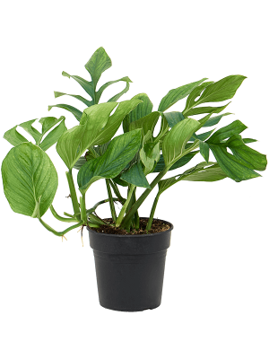 Shade-loving Monkey Leaf Monstera pinnatipartita Indoor House Plants W45 H(40-50) cm, Potsize D21 cm