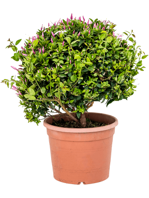 Photogenic Common Jasmine Jasminum officinale Indoor House Plants W40 H(55-65) cm, Potsize D28 cm