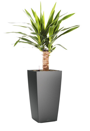 Potted Yucca House Plant in LECHUZA CUBICO Charcoal Metallic Self-watering Planter, Total Height 70 cm