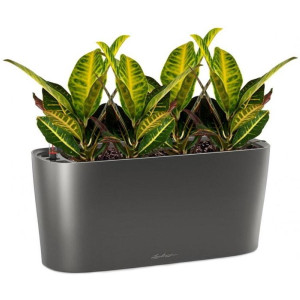 Potted Codiaeum Sunny House Plant in LECHUZA DELTA Charcoal Metallic Self-watering Planter, Total Height 55 cm