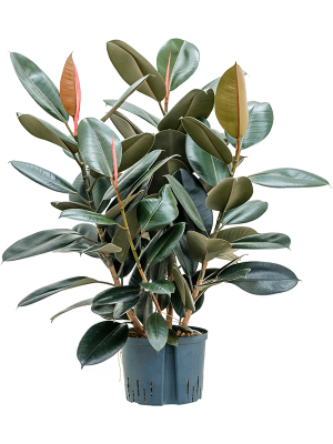 Ficus elastica \'Abidjan\' Rubber Plant W70 H(80-100) cm Live Plant, Potsize D25 cm