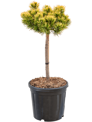 Pinus mugo \'Carten\'s Wintergold\' W35 H(81-95) cm, Potsize D33 cm