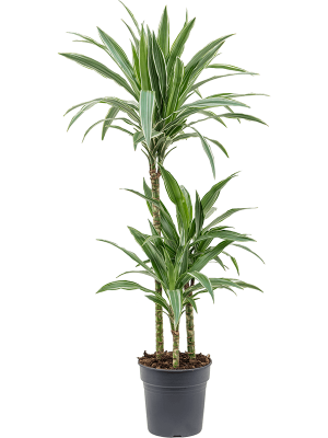 Insta-friendly Dracaena deremensis \'Warneckei\' Tall Indoor House Plants Trees W35 H(80-100) cm, Potsize D21 cm