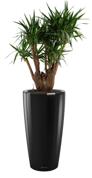 Potted Yucca House Plant in LECHUZA RONDO Black High Gloss Self-watering Planter, Total Height 180 cm