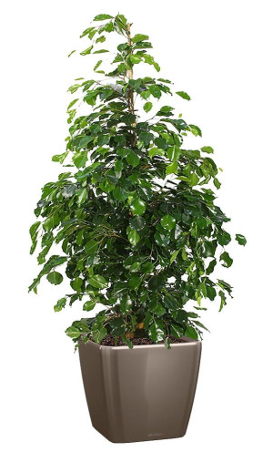 Potted Ficus Benjamina Danielle House Plant in LECHUZA QUADRO LS Shiny Taupe Self-watering Planter, Total Height 120 cm