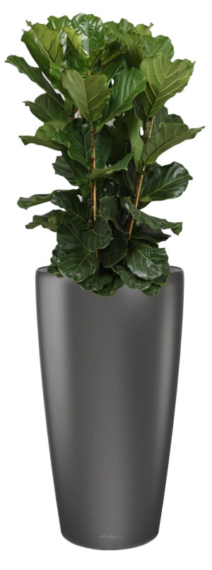 Potted Ficus Lyrata House Plant in LECHUZA RONDO Charcoal Metallic Self-watering Planter, Total Height 160 cm