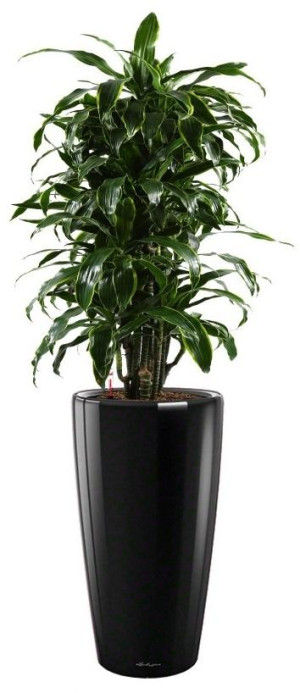 Potted Dracaena Fragrans Arturo House Plant in LECHUZA RONDO Black High Gloss Self-watering Planter, Total Height 160 cm