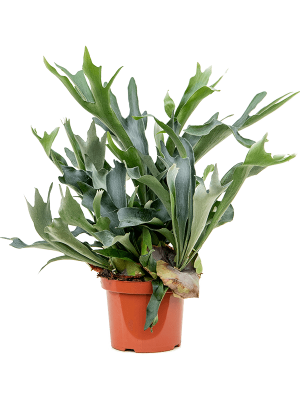 Lush Staghorn Fern Platycerium bifurcatum Indoor House Plants W60 H(50-60) cm, Potsize D26 cm