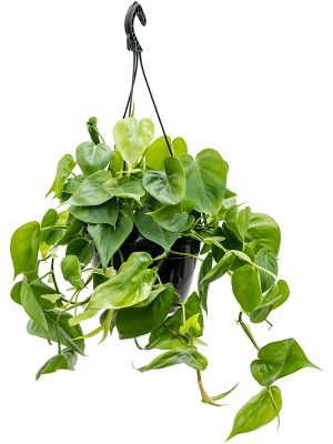 Lush Heart-Leaf Philodendron scandens Indoor House Plants W40 H(50-60) cm, Potsize D20 cm