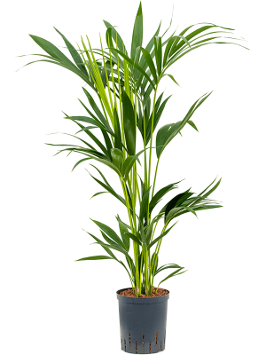 Kentia (Howea) forsteriana Palm W50 H(80-100) cm Live Plant, Potsize D18 cm