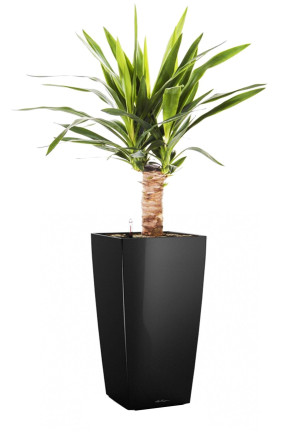 Potted Yucca House Plant in LECHUZA CUBICO Black High Gloss Self-watering Planter, Total Height 70 cm