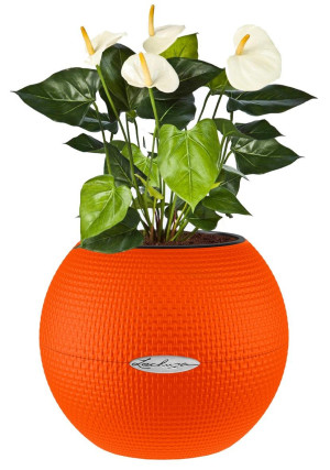 Potted Blooming Anthurium Andraeanum House Plant in LECHUZA-PURO Blood Orange Self-watering Planter, Total Height 40 cm