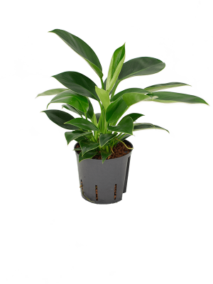 Philodendron \'Green Princess\' Heart-Leaf W15 H(30-35) cm Live Plant, Potsize D13 cm