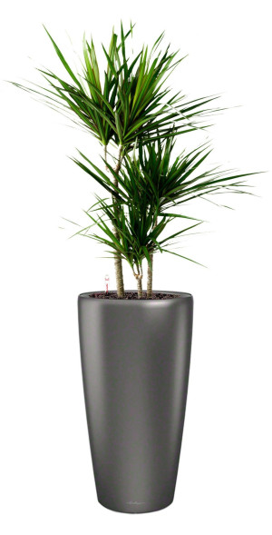 Potted Dracaena Marginata House Plant in LECHUZA RONDO Charcoal Metallic Self-watering Planter, Total Height 140 cm