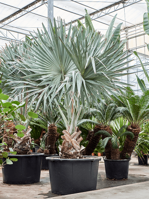 Lush Bismark Palm Bismarckia nobilis (275-325) Tall Indoor House Plants Trees W250 H(240-300) cm, Potsize D100 cm