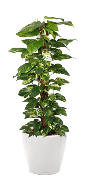 Potted Epipremnum aureum Golden Pothos House Plant in LECHUZA CLASSICO LS White High Gloss Self-watering Planter, Total Height 160 cm