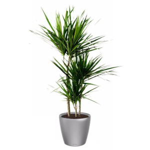 Potted Dracaena Marginata House Plant in LECHUZA CLASSICO LS Silver Metallic Self-watering Planter, Total Height 120 cm