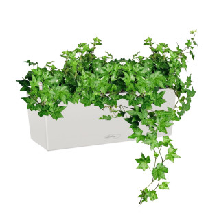 Potted Ivy House Plant in LECHUZA BALCONERA Color Light Grey Self-watering Planter, Total Height 50 cm
